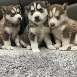 Siberian Husky puppies