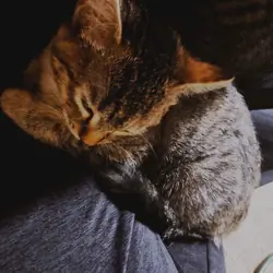 Chat