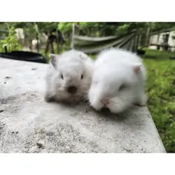 Female dwarf bunnies