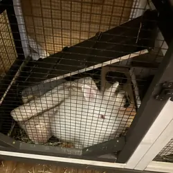 Dwarf female bunnies