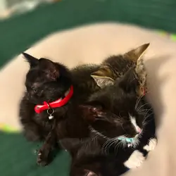 Kittens