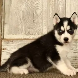 Boy Siberian Husky - Thomas