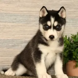 Girl Siberian Husky - Oreo
