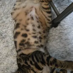 Bengal