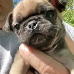 Pugs