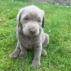 Labrador retriever puppies