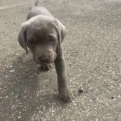 Labrador retriever puppy
