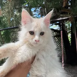 TICA baby boy Mainecoon kitten