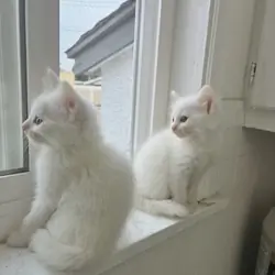 Kittens