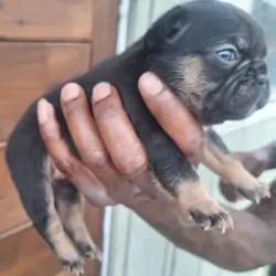 Female French Bulldog puppy