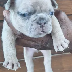 Male French Bulldog puppy
