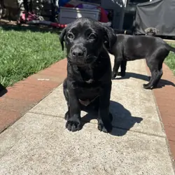 Lab mix puppies