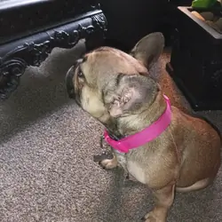 Frenchie female