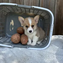 Pembroke Welsh Corgi Puppies