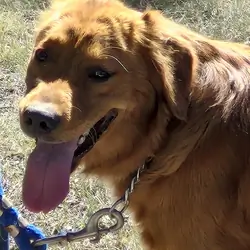 PUREBRED AKC REGISTERED GOLDEN RETRIEVER PUPS