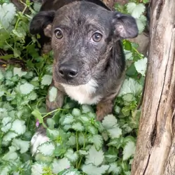 Male stubby leg Chihuahua Mix Pup - JJ