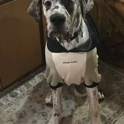 Great Dane
