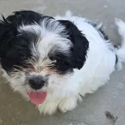 Male Shih Tzu
