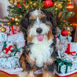 F1b bernedoodle