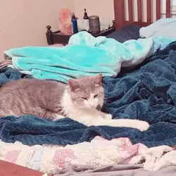 River - Manx/American Shorthair Male, 8 Years