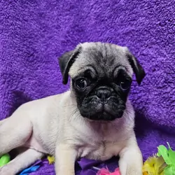 fawn Pug puppy
