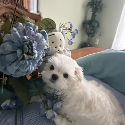 Maltese Puppy