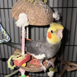 Cockatiel