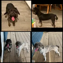 F1 Aussiedoodle