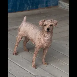 Toy poodle