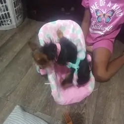 Yorkie puppy  830-366-5818