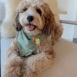 Mini Size Bernedoodle Dogs