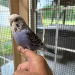 English Budgie Babies