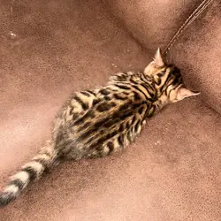 Exotic Bengal kittens