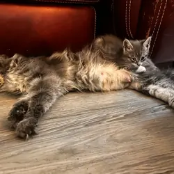 Female TICA regist main coon with breeding rights