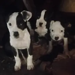 6-12 week old pitbull puppies (5)