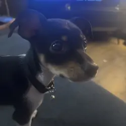 Chihuahua Puppy