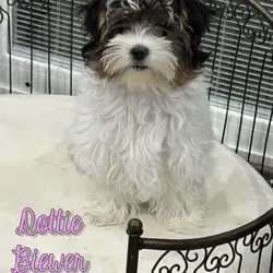 Dottie Female Biewer Terrier