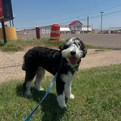 Bernedoodles