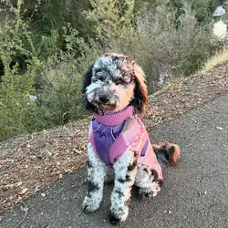 Bernedoodles