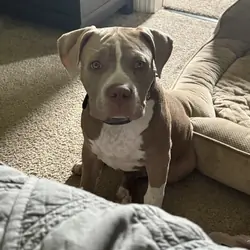 XL American bully puppy