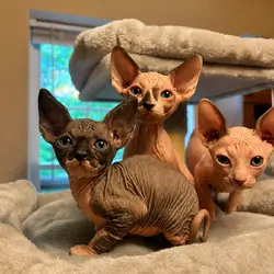 Sphynx Kittens