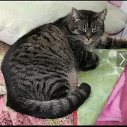 Free cat