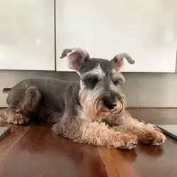 Schnoodle Dogs