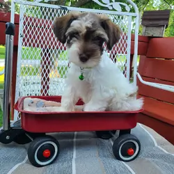 Schnoodle