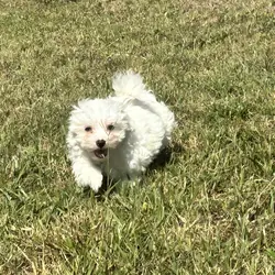 Maltese puppies