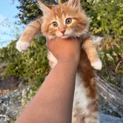 Maine coon kittens