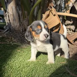 Litter of beagle puppies