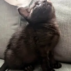 Cute Black Kittens - Free
