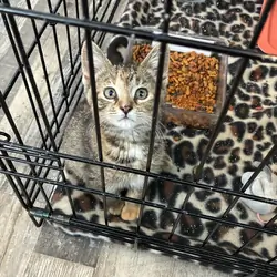 Kittens