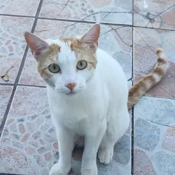 Free male cat Neutered